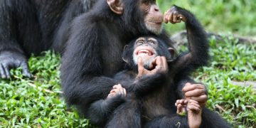 14 de julio: Día Internacional del Chimpancé