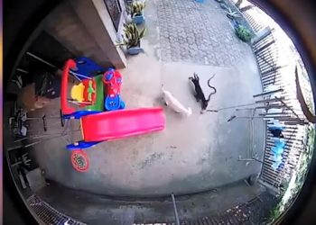 Dos perritos arriesgan su vida para salvar a un bebé de una cobra