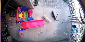 Dos perritos arriesgan su vida para salvar a un bebé de una cobra