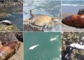 Grupo México: ecocidio y crimen ambiental; el derrame ocurrido en el Mar de Cortés