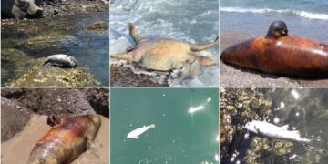Grupo México: ecocidio y crimen ambiental; el derrame ocurrido en el Mar de Cortés