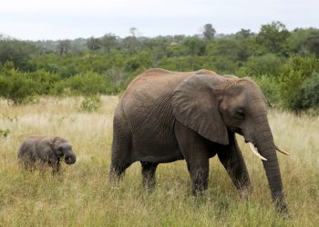 Capturan imagenes de un elefante asesinado brutalmente con la trompa y los colmillos cortados
