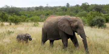 Capturan imagenes de un elefante asesinado brutalmente con la trompa y los colmillos cortados