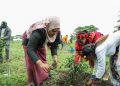 Récord en 1 solo día plantan 353 millones de árboles para combatir la deforestación en Etiopía