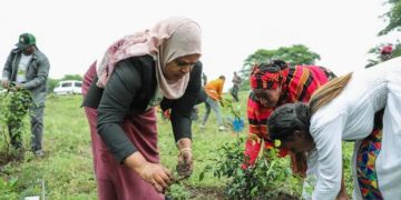 Récord en 1 solo día plantan 353 millones de árboles para combatir la deforestación en Etiopía