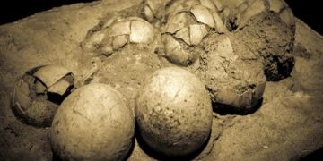 #VIDEO En China un niño halla 11 huevos de dinosaurio de 65 millones de años