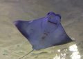 #VIDEO Una mantarraya pide ayuda a un buceador