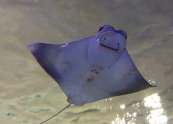 #VIDEO Una mantarraya pide ayuda a un buceador