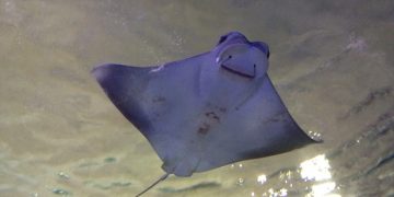 #VIDEO Una mantarraya pide ayuda a un buceador