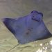 #VIDEO Una mantarraya pide ayuda a un buceador