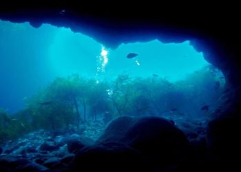 Especies marinas perjudicadas por el derrame de ácido sulfúrico en el Mar de Cortés