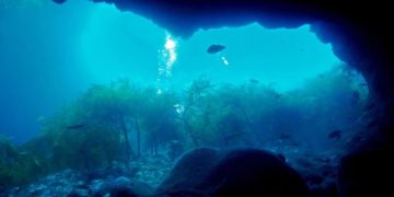 Especies marinas perjudicadas por el derrame de ácido sulfúrico en el Mar de Cortés