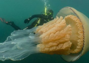 #VIDEO Medusa gigante del tamaño de un humano es captada en video