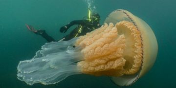 #VIDEO Medusa gigante del tamaño de un humano es captada en video