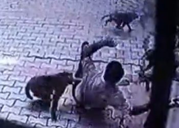 #Video Monos atacan a hombre en India