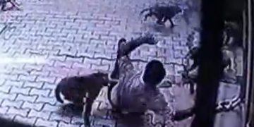 #Video Monos atacan a hombre en India