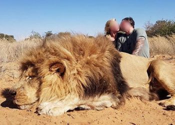 Pareja de cazadores se besa tras matar a un león indefenso; imagen causa indignación