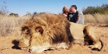 Pareja de cazadores se besa tras matar a un león indefenso; imagen causa indignación