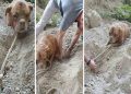 Entierran viva a una perra y es rescatada por un joven