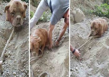 Entierran viva a una perra y es rescatada por un joven