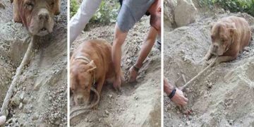 Entierran viva a una perra y es rescatada por un joven