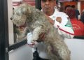 En el metro cortan energía para salvaguardar integridad de un perro