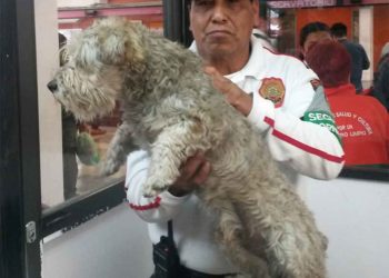 En el metro cortan energía para salvaguardar integridad de un perro