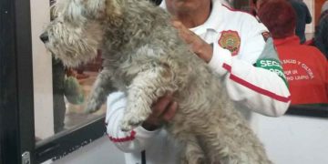 En el metro cortan energía para salvaguardar integridad de un perro