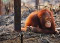 Orangutanes desplazados por el consumo de aceite de palma
