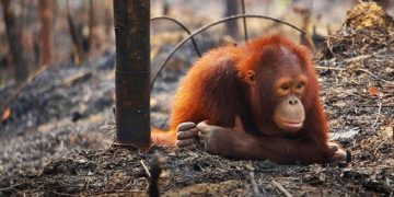 Orangutanes desplazados por el consumo de aceite de palma