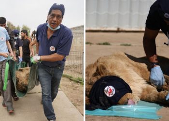 Un veterinario rescata animales en zonas de guerra, no tiene miedo a las balas