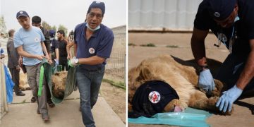 Un veterinario rescata animales en zonas de guerra, no tiene miedo a las balas