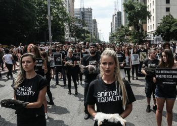 Animales y palabras: reforzando una conceptualización basada en prejuicios