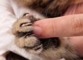 Prohíben extirpar garras a los gatos en Nueva York