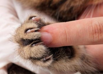 Prohíben extirpar garras a los gatos en Nueva York