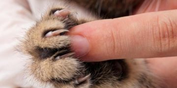 Prohíben extirpar garras a los gatos en Nueva York