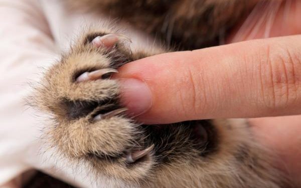 Prohíben extirpar garras a los gatos en Nueva York