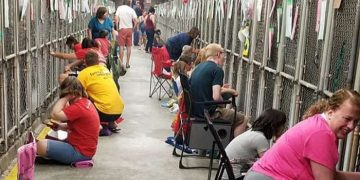 En EE.UU. prefieren consolar perros en refugios que celebrar el 4 de julio
