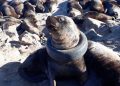 #VIDEO Lobo marino con una llanta atorada en su cuello es rescatada