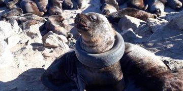 #VIDEO Lobo marino con una llanta atorada en su cuello es rescatada