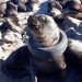 #VIDEO Lobo marino con una llanta atorada en su cuello es rescatada