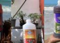Yucatecos convierten el sargazo en fertilizante
