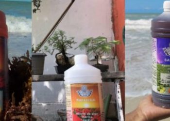Yucatecos convierten el sargazo en fertilizante
