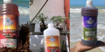Yucatecos convierten el sargazo en fertilizante
