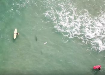 #VIDEO Un dron capta a un tiburón a metros de unos niños en playa de Australia