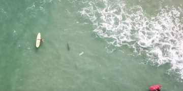 #VIDEO Un dron capta a un tiburón a metros de unos niños en playa de Australia