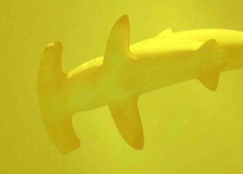 En cráter volcánico activo descubren tiburones vivos