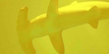En cráter volcánico activo descubren tiburones vivos