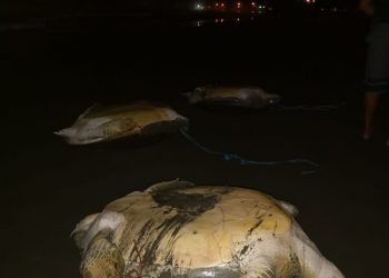 Hallaron 12 tortugas marinas sangrando y panzarriba a espera de ser destazadas