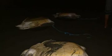 Hallaron 12 tortugas marinas sangrando y panzarriba a espera de ser destazadas